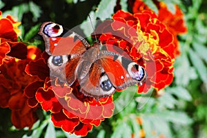 Peacock butterfly (Vanessa io) on tagete flower photo