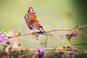 Peacock butterfly on violet flowers