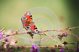 Peacock butterfly on violet flowers