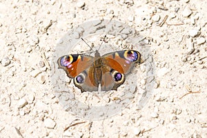 Peacock butterfly on a way