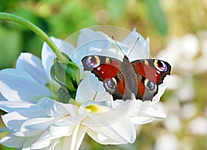 Peacock butterfly on white flower