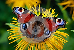 Peacock butterfly on a yellow flower, Aglais io, European peacock