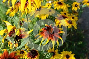 Peacock butterfly on a yellow flower in a summer garden