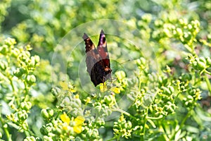 Peacock butterfly on yellow-green flowers