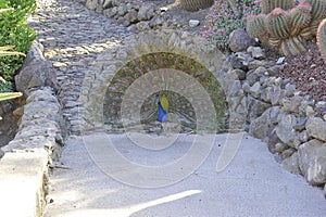 Peacock in the Cactualdea park in Gran Canaria