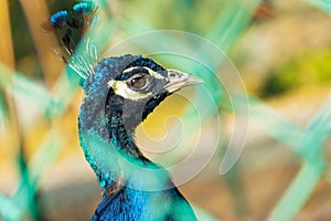 Peacock in the cage of the zoo