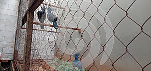 Peacock,caged birds