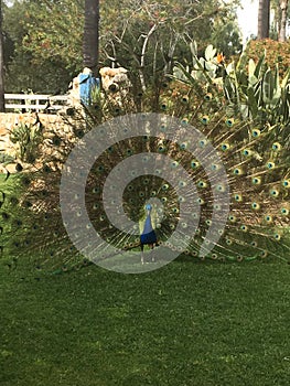 Peacock in Carlsbad photo