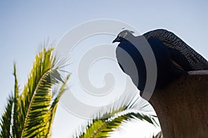 Peacock at Carmen de los Martires Park in Granada, Spain