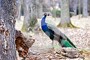 Peacock