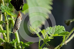 Peacock caterpillar chrysalis, aglais io