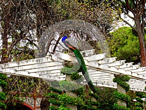 Peacock in Cecilio Rodriguez Garden,Retiro ParkMadrid photo