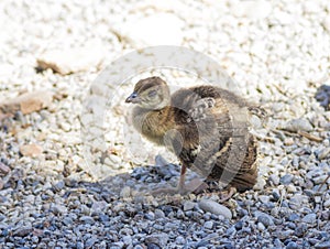 Peacock chick on the rocks