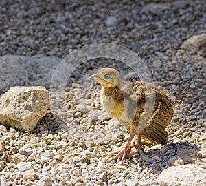 Peacock chick on the rocks