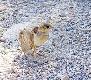 Peacock chick on the rocks