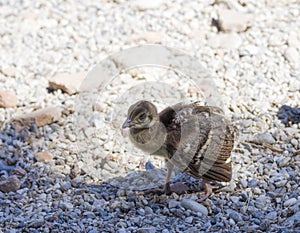 Peacock chick on the rocks