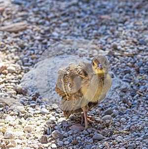 Peacock chick on the rocks