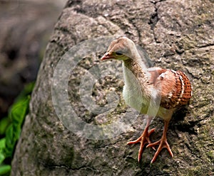 Peacock Chick
