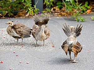 Peacock Chicks Practising Displaying