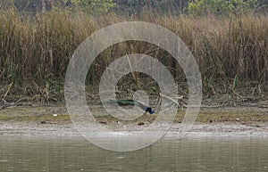 Peacock at Chitwan national park on Nepal