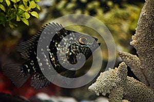 Peacock cichlid in freshwater aquarium tank