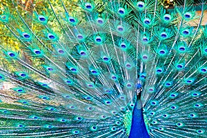 Peacock at City of Ten Thousand Buddhas photo