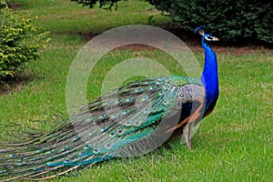 Peacock