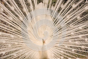 Peacock close up