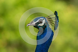 Peacock close up crest