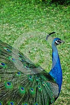 Peacock close up head in profile