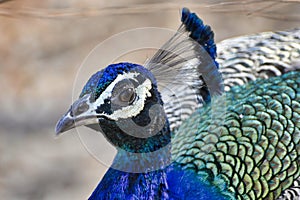 Peacock close up headshot of peacock