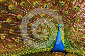 Peacock