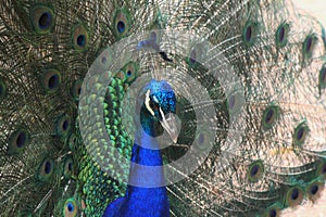 Peacock closes up head