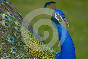 Peacock Closeup 7