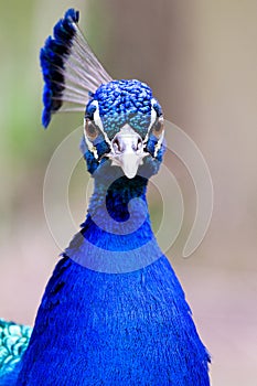 Blue Peacock Head and Neck Portrait Closeup