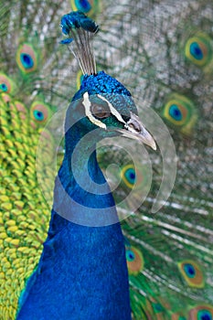 Peacock closeup photo