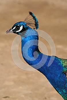 Peacock Closeup Profile