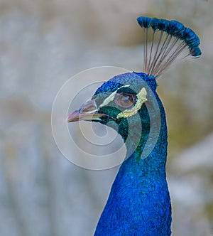 Peacock closeup photo