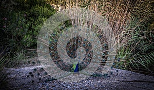 Peacock with a colored tail on the background of bushes