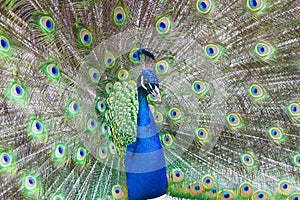 Peacock with colorful feathers fanned out