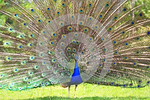 Peacock