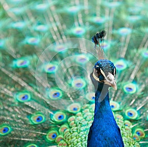 Peacock with colorful tail