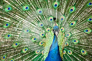 Peacock with colorful tail