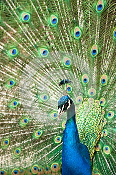 Peacock with colorful tail