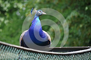 Peacock