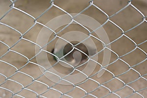 Peacock of conserve bird are trapped inside a cage.