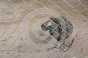 Peacock of conserve bird are trapped inside a cage.