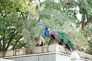 Peacock couple