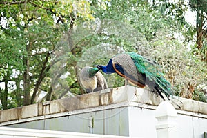 Peacock couple