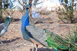 Peacock couple male and female